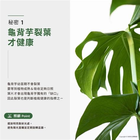 烏龜芋|【室內觀葉植物】綠手指必知的龜背芋5個秘密，加碼。